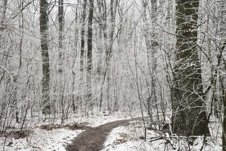 footpath in snowy winter forest in Poland