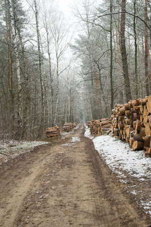 dirt road in winter forest in Poland