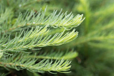 larch green twigs closeup selective focus