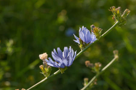 Common chicory blue flowers in meadow macro selective focusの写真素材