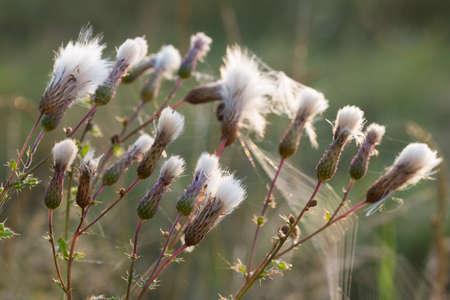 Cirsium arvense, field thistle fluffy flowers in meadow closeup selective focusの写真素材