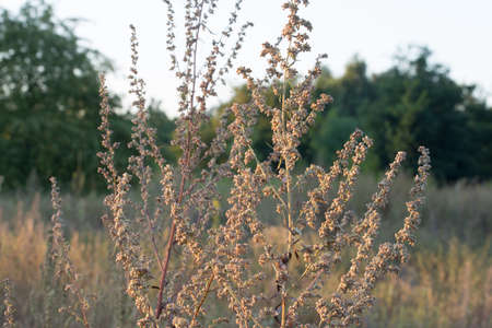 Artemisia vulgaris (common mugwort) weed in meadow closeup selective focus