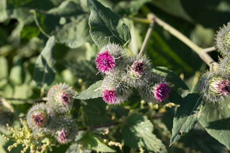 Cirsium vulgare, the spear thistle flower in garden macro selective focusの写真素材