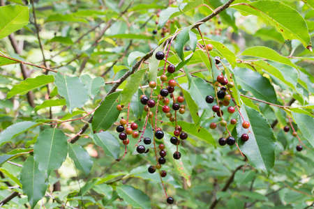 wild prunus padus berries on twig closeup selective focus