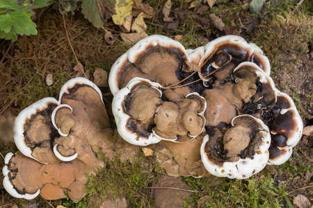 brown Ganoderma adspersum fungus closeup selective focus