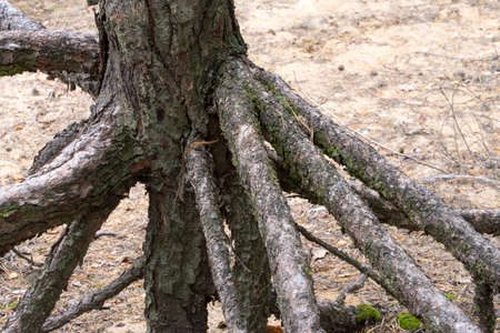 old pine roots stabilizing dune