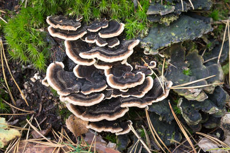 Trametes versicolor fungus on tree stump closeupの写真素材