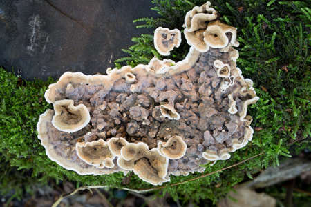 Laxitextum bicolor, plant pathogen fungus closeup selective focus