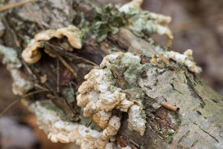 orange Trametes versicolor on fallen birch closeup selective focus
