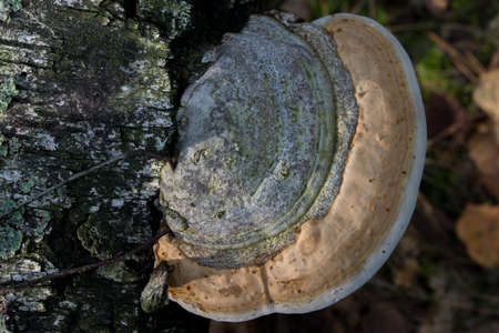 Fomitopsis pinicola, red belt conk on tree trunk closeup selective focus
