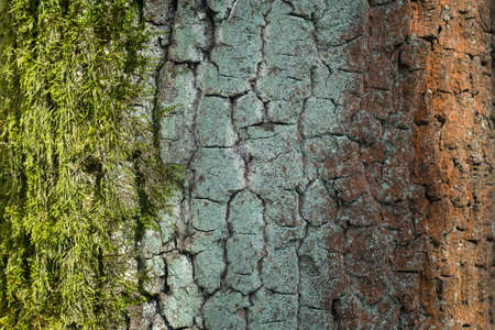 Old oak tree trunk covered with algae and moss closeup selective focusの写真素材