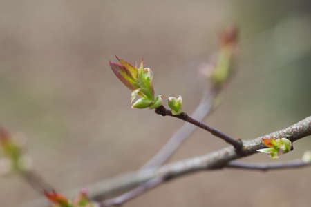 bird cherry, prunus padus spring buds and leaves closeup selective focus