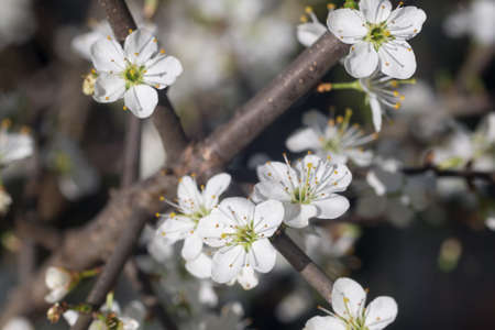 Prunus spinosa, blackthorn, sloe white spring flowers closeup selective focusの写真素材