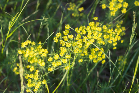 Euphorbia cyparissias, cypress spurge spring flower closeup selective focusの写真素材