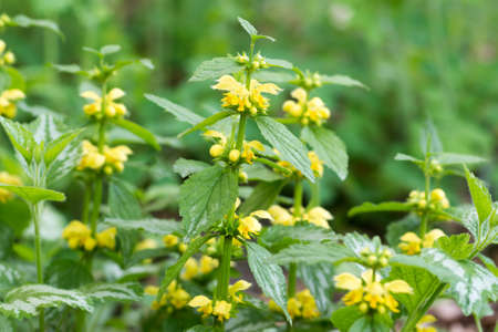 Lamium galeobdolon, yellow archangel spring flowers closeup selective focusの写真素材