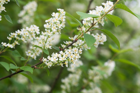 Prunus padus, bird cherry, hackberry spring flowers on branches closeup selective focusの写真素材