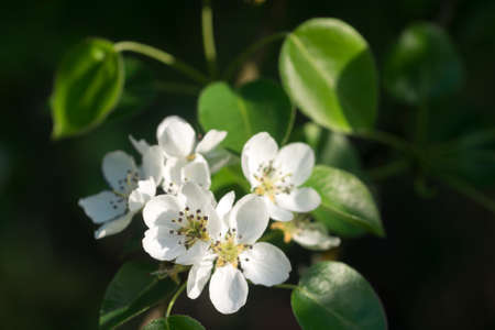 white flowering branch of pear closeup selective focusの写真素材