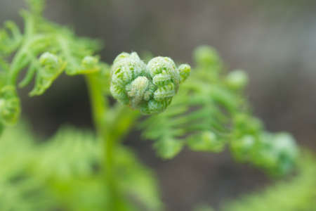 spring fern buds and leaves closeup selective focus