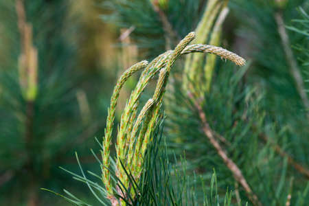 young spring pine shoots closeup selective focusの写真素材