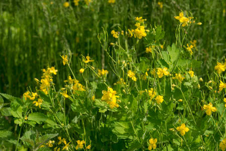 Chelidonium majus, greater celandine herb in meadow yellow flowers closeup selective focusの写真素材