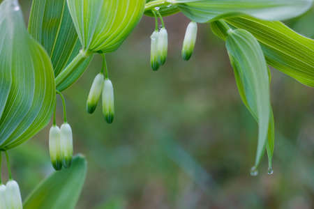 Polygonatum odoratum, scented Solomon's seal twig with flowers in forest closeup selective focusの写真素材