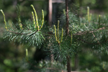 young spring pine shoots closeup selective focus