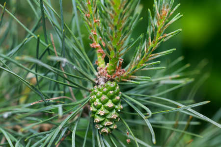 fresh green pine cone on twig closeup selective focus