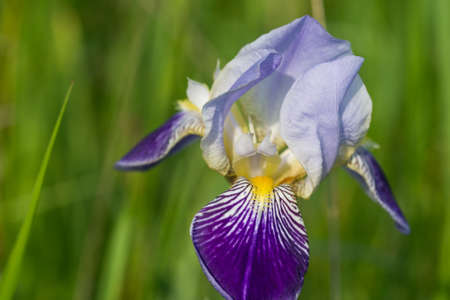 German bearded iris flower closeup selective focus on sunny day