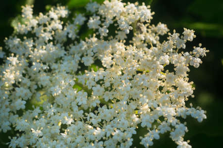 white sambuctus nigra, black elder flowers closeup selective focus