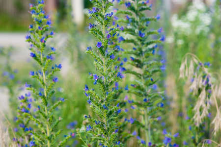 Echium vulgare, viper's bugloss blue flowers closeup selective focusの写真素材