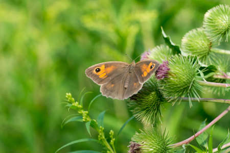 meadow brown butterfly, Maniola jurtina on burdock flowers closeup selective focus