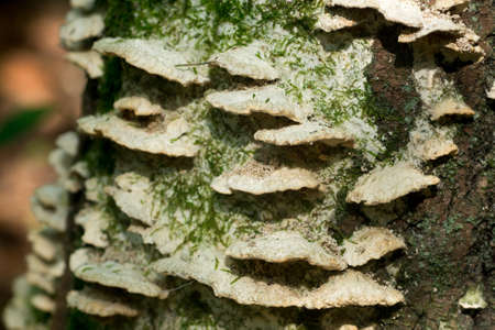 white wood decayed fungus on oak tree closeup selective focusの写真素材