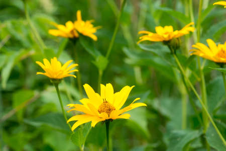 Heliopsis helianthoides, rough oxeye yellow flowers in meadow closeup selective focusの写真素材