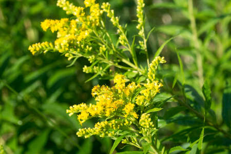 Solidago canadensis, Canada goldenrod summer yellow flowers closeup selective focusの写真素材