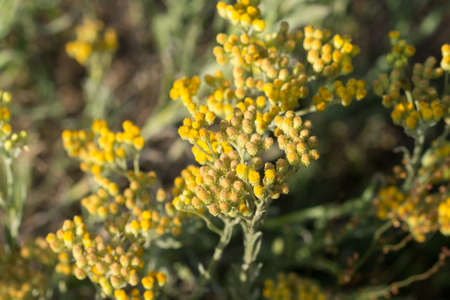 Helichrysum arenarium, dwarf everlast, yellow flowers closeup selective focus on suny dayの写真素材