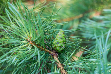 green pine cone on twig closeup selective focus