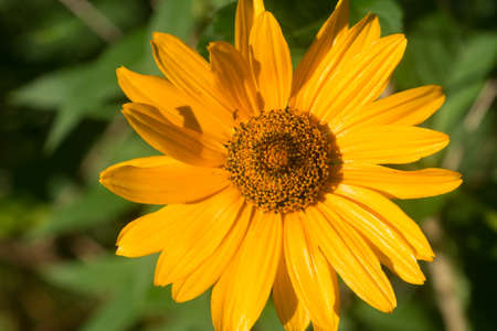 Heliopsis helianthoides, rough oxeye yellow flowers in meadow closeup selective focusの写真素材
