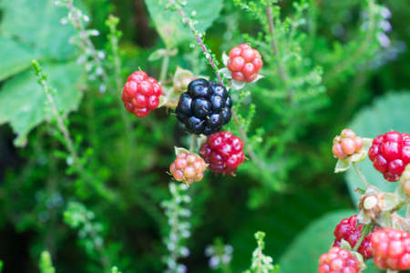 ripe and unripe wild blackberries berries on twig closeup selective focusの写真素材