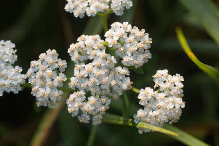 Achillea millefolium, common yarrowwhite flowers in meadow macro selective focusの写真素材