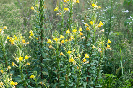 Oenothera biennis, common evening-primrose yellow flowers in meadow closeup selective focusの写真素材