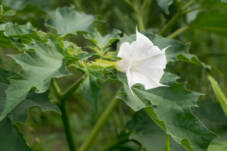 Datura stramonium, thorn apple, jimsonweed white flower in meadow closeup selectiwe focusの写真素材