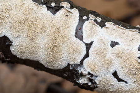 white fungus on tree branch closeup selective focusの写真素材