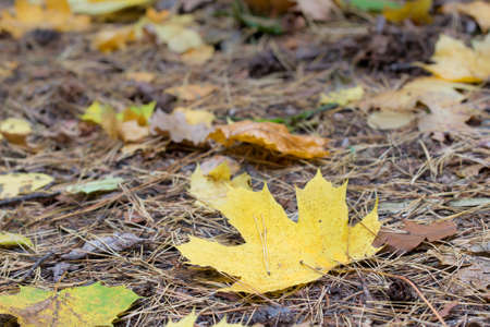 fallen autumn yellow maple leaf on ground selective focusの写真素材