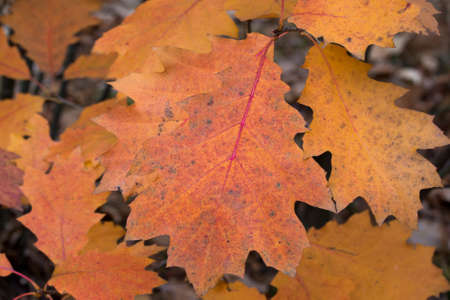 quercus rubra,  red oak orange leaves closeup  selective focusの写真素材