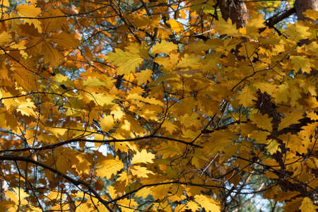 fall yellow oak leaves on tree selective focusの写真素材