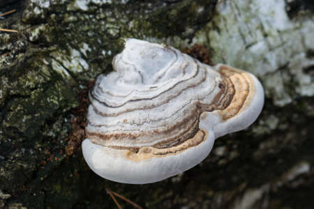 Fomes fomentarius,  fungus on fallen birch tree closeup selective focusの写真素材
