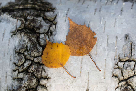 autumn fallen birch leaves and bark texture closeup selective focusの写真素材