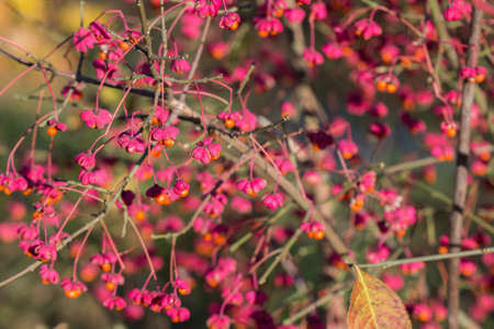 Euonymus europaeus, European spindle fruits on twig closeup selective focusの写真素材