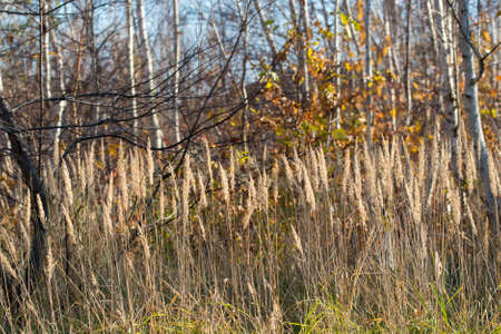 dry grass flowers in fall birch forest closeup selective focusの写真素材