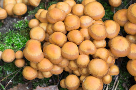 Kuehneromyces mutabilis, sheathed woodtuft mushroom in forest, closeup selective focusの写真素材